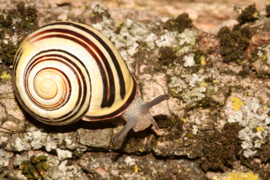 Babbaluci dolomitici